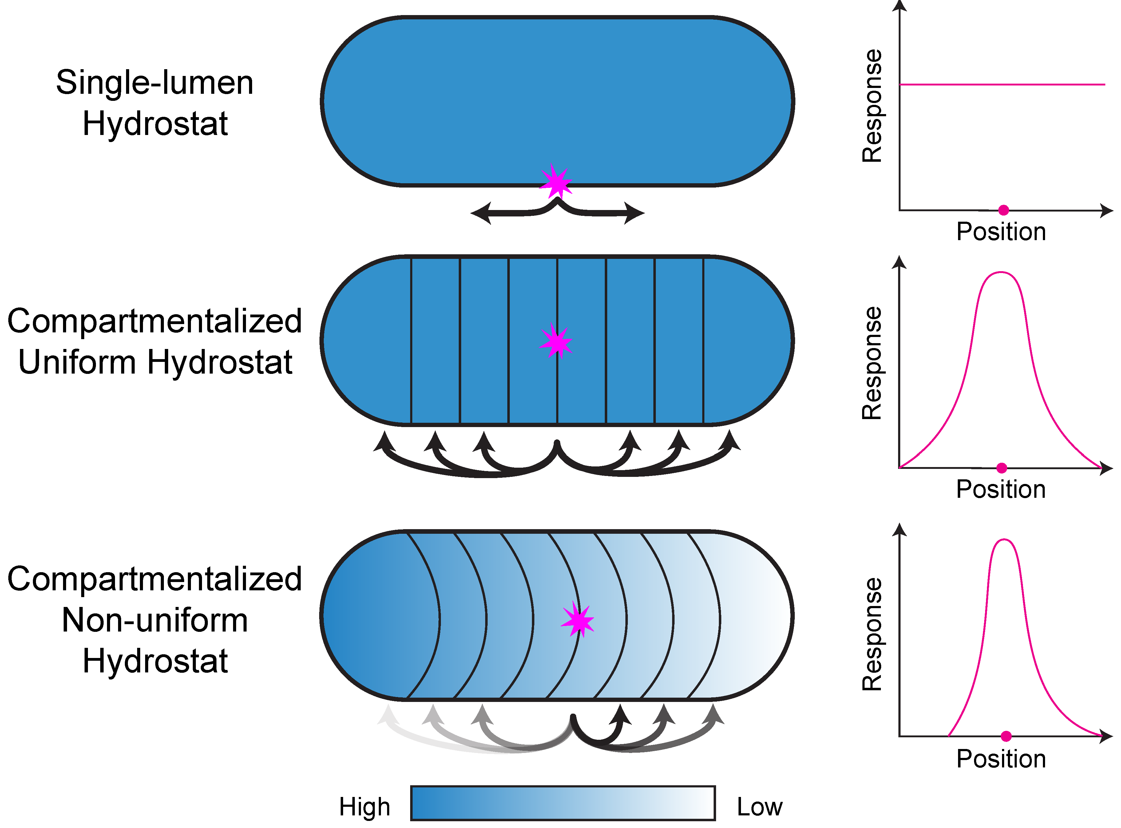 Diagram comparing single-lumen, compartmentalized uniform, and compartmentalized non-uniform hydrostat models of the notochord, each with a corresponding response-vs-position graph