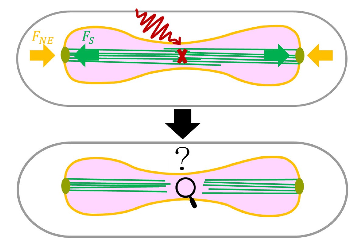 Diagram of the mitotic spindle before and after laser ablation, showing motor-driven forces reconnecting the severed spindle poles